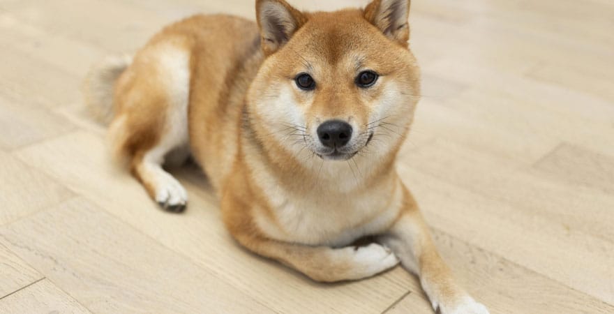 Shiba inu liegt auf Parkett