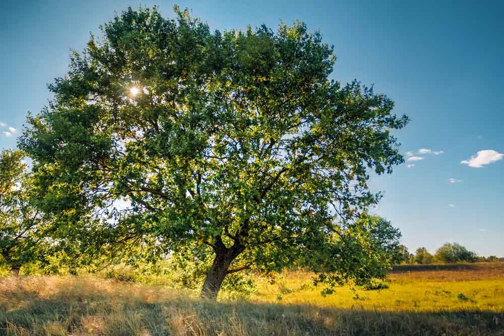 Große Eiche, freistehender Baum